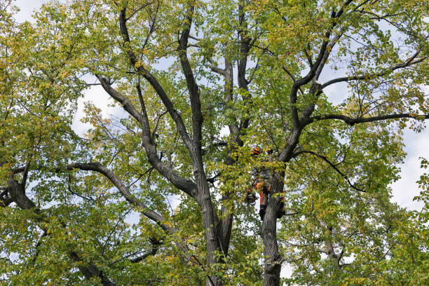 Wilmerding, PA Tree Services Company